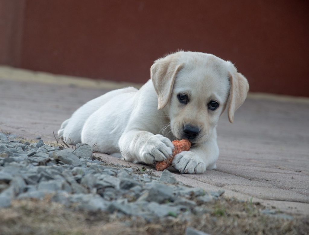 Cachorro